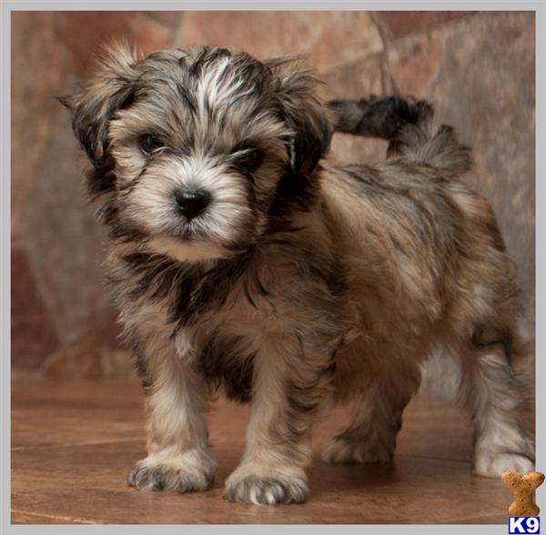 Maltese Puppies in TX