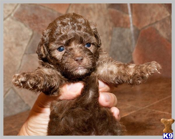 Maltese Puppies in TX