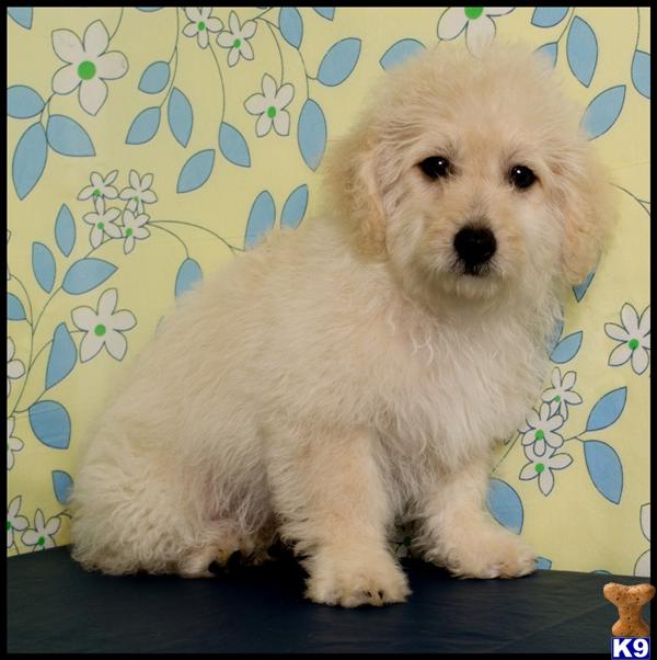 Puppies in Donna
