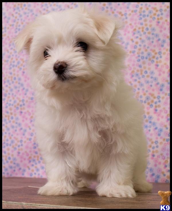 Puppies in Donna