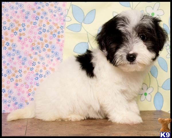Puppies in Donna