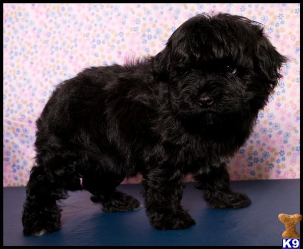 Puppies in Donna