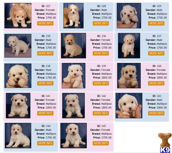 Maltipoo Puppies in TX