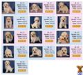 Bichon Frise