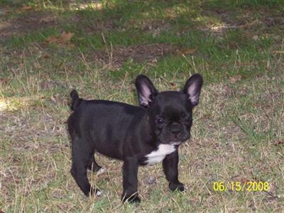 Puppies in NC
