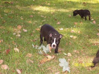 Puppies in NC