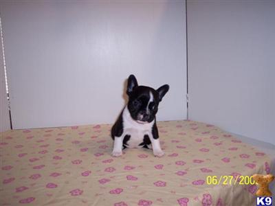 French Bulldog Puppies for Sale