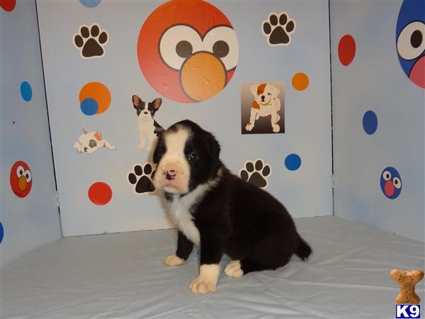 Puppies in Four oaks