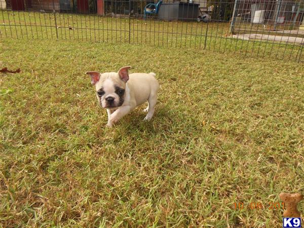 bulldog puppies nc document moved bulldog puppies nc document moved
