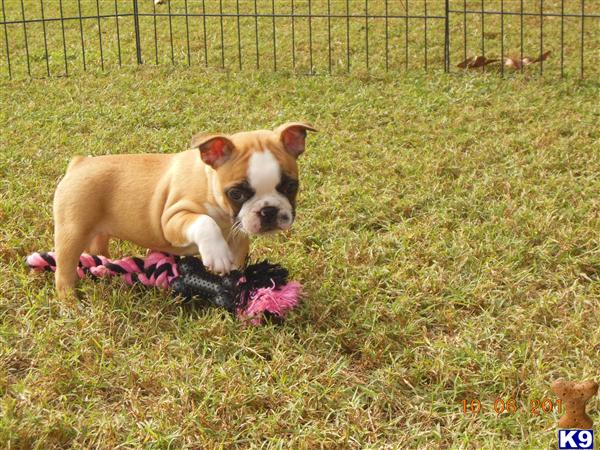 frenchton puppies price bulldog puppy for sale frenchton puppies 5 years frenchton puppies price bulldog puppy for sale frenchton puppies 5 years