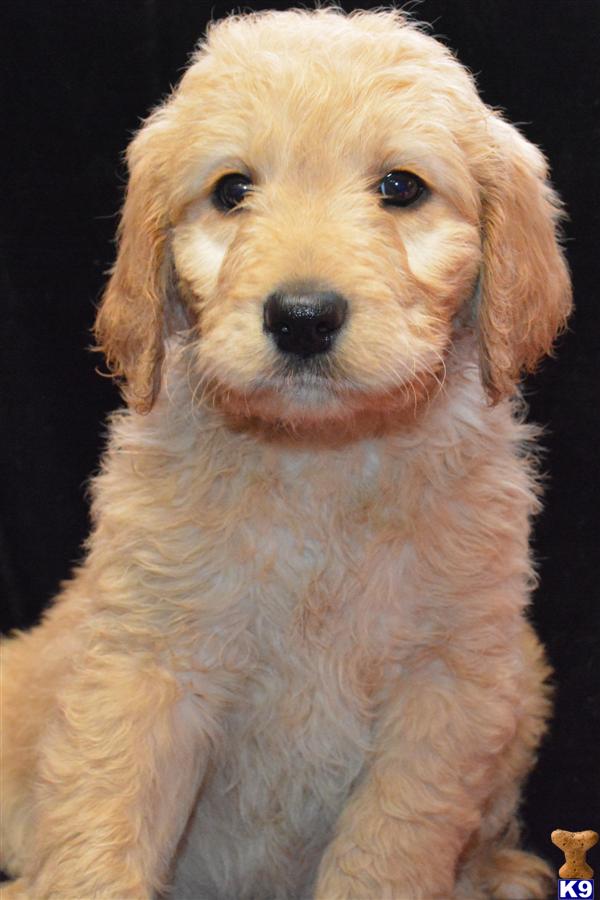 goldendoodle puppies for sale in ky goldendoodles puppy for sale goldendoodle puppies for sale 5 years goldendoodle puppies for sale in ky goldendoodles puppy for sale goldendoodle puppies for sale 5 years