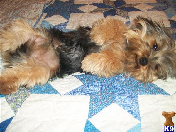 Stud Dogs - Yorkshire Terrier