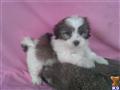 Maltipoo