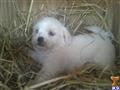 Maltipoo