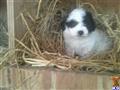 Maltipoo