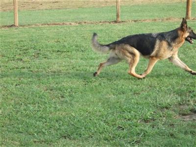 German Shepherd Puppies in TX