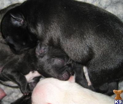 French Bulldog Puppies for Sale