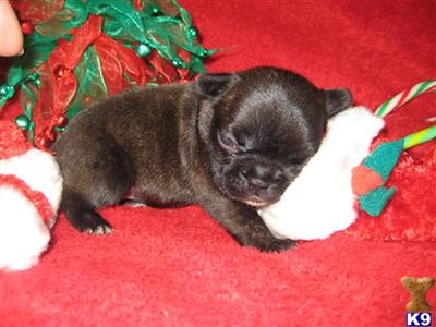 French Bulldog Puppies for Sale