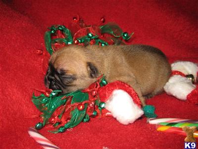 French Bulldog Puppies for Sale