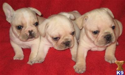 French Bulldog Puppies in TX
