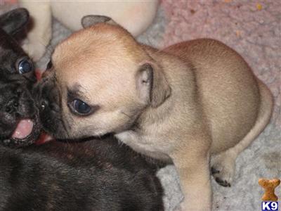 French Bulldog Puppies in TX