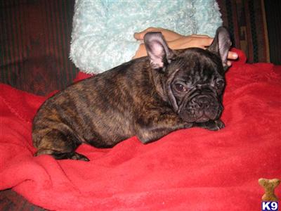 French Bulldog Puppies in TX