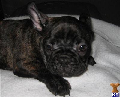 French Bulldog Puppies in TX