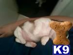 Puppies in Lynnwood