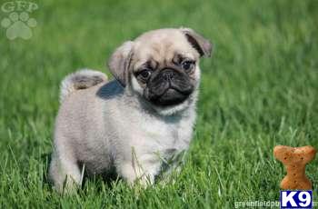 Pug Puppies