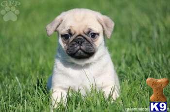 Pug Puppies