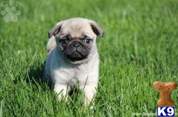 Pug Puppies
