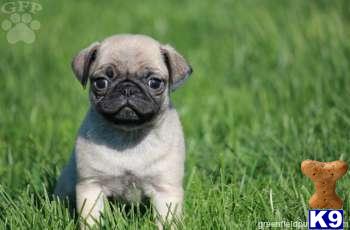Pug Puppies