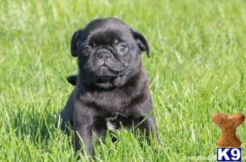 Pug Puppies