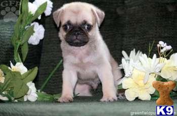 Pug Puppies