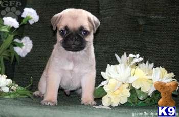 Pug Puppies