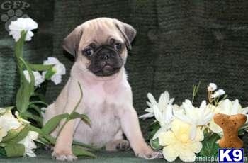 Pug Puppies