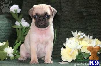 Pug Puppies