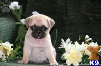 Pug Puppies
