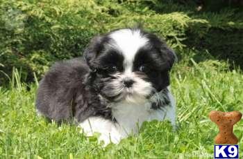Shih+tzu+puppies+for+sale+in+pa