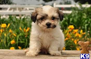 Shih+tzu+puppies+for+adoption+in+pa