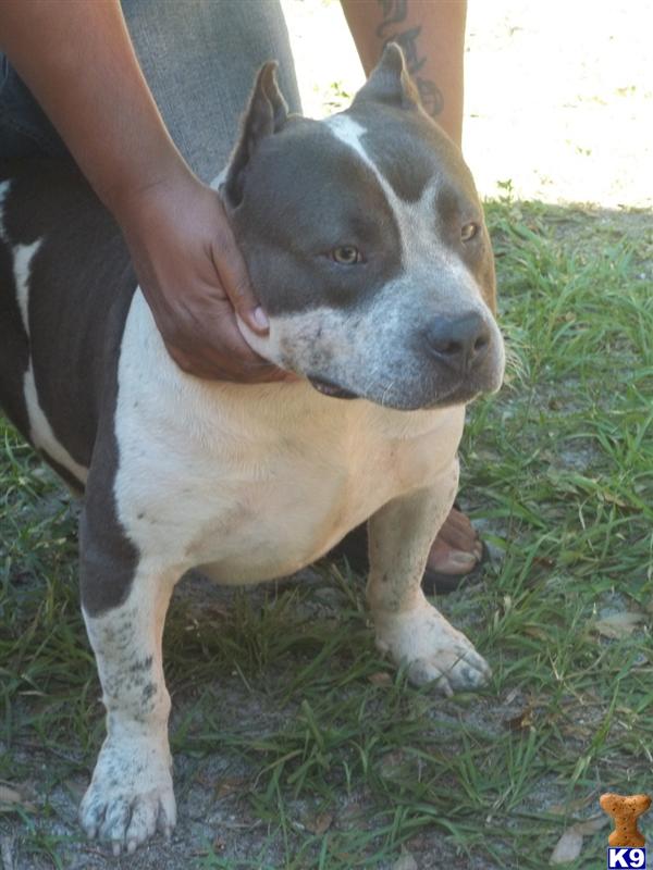 Stud Dogs - American Pit Bull