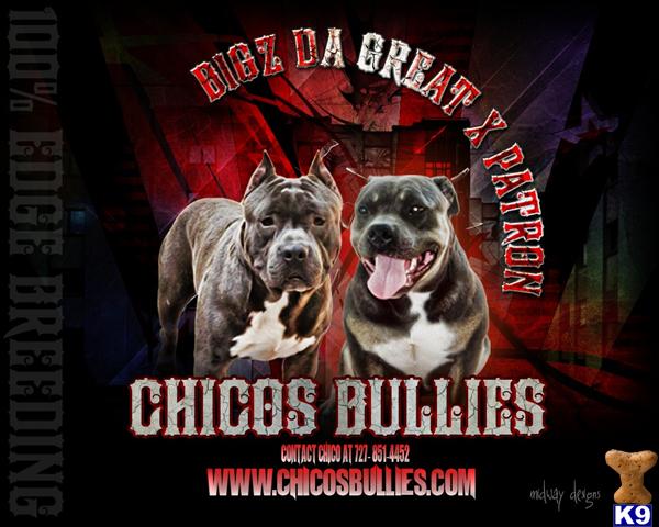 American Pit Bull Puppies in FL