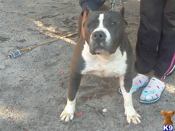 Dogs - American Pit Bull