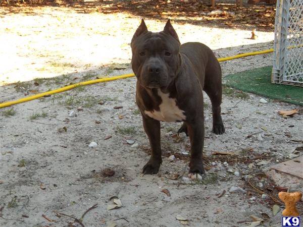 Stud Dogs - American Pit Bull