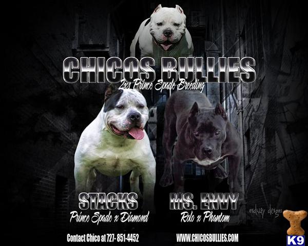 American Pit Bull Puppies in FL
