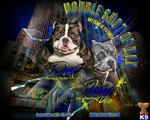 American Pit Bull Puppies in FL