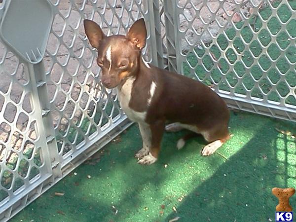 Dogs - Chihuahua