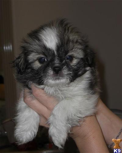 Hypoallergenic Dogs