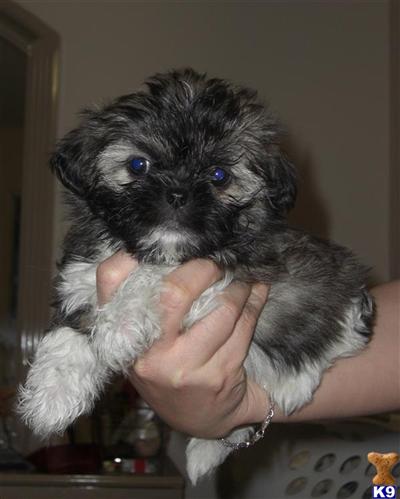 Hypoallergenic Dogs