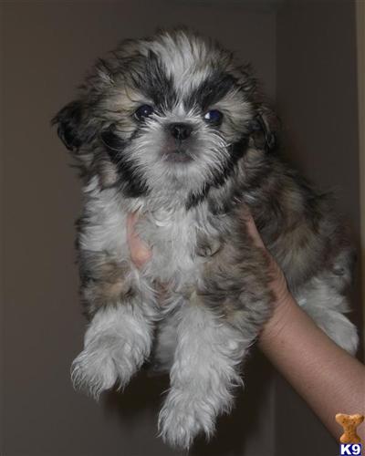 Hypoallergenic Dogs